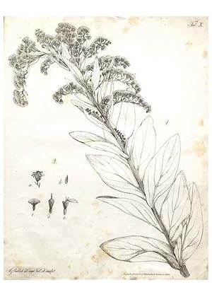 Image du vendeur pour Reproduccin/Reproduction 7216344342: Flora Azorica :. Bonnae :Apud A. Marcum,1844. mis en vente par EL BOLETIN