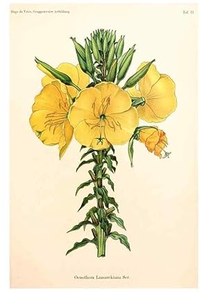 Seller image for Reproduccin/Reproduction 7164908226: Gruppenweise artbildung unter spezieller bercksichtigung der gattung Oenothera,. Berlin,Gebrder Borntraeger,1913. for sale by EL BOLETIN