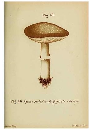 Immagine del venditore per Reproduccin/Reproduction 7132432481: Trattatello popolare sui funghi /. Pavia :premiata tipografia fratelli Fusi,1887 venduto da EL BOLETIN