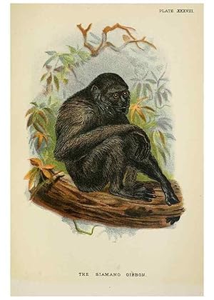 Image du vendeur pour Reproduccin/Reproduction 6901564624: A hand-book to the primates /. London :E. Lloyd,1896-1897. mis en vente par EL BOLETIN