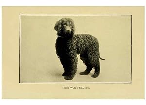 Seller image for Reproduccin/Reproduction 7105916973: The dog in health, accident, and disease,. Philadelphia,H. Altemus company[c1908] for sale by EL BOLETIN