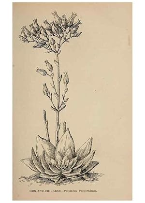 Imagen del vendedor de Reproduccin/Reproduction 7176757346: The wild flowers of California;. San Francisco,Payot, Upham, & company,1902. a la venta por EL BOLETIN