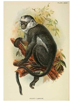 Image du vendeur pour Reproduccin/Reproduction 6901562708: A hand-book to the primates /. London :E. Lloyd,1896-1897. mis en vente par EL BOLETIN