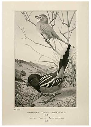 Seller image for Reproduccin/Reproduction 7250817348: Birds of the Rockies,. Chicago,A. C. McClurg and co.,1902. for sale by EL BOLETIN