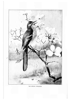 Seller image for Reproduccin/Reproduction 7262453404: Bird portraits,. Boston,Ginn & Company,1901. for sale by EL BOLETIN