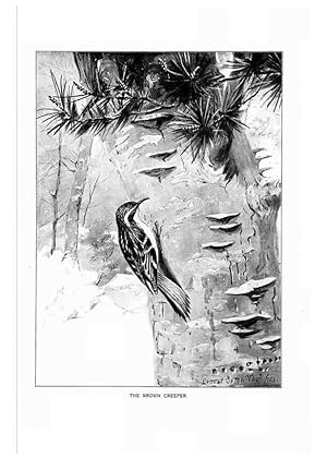Imagen del vendedor de Reproduccin/Reproduction 7262487022: Bird portraits,. Boston,Ginn & Company,1901. a la venta por EL BOLETIN
