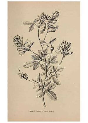 Imagen del vendedor de Reproduccin/Reproduction 7176870088: The wild flowers of California;. San Francisco,Payot, Upham, & company,1902. a la venta por EL BOLETIN