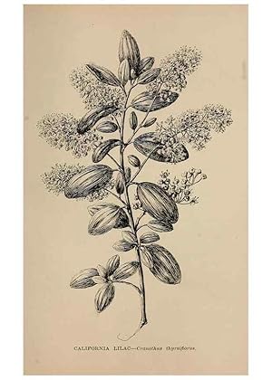 Imagen del vendedor de Reproduccin/Reproduction 7176836610: The wild flowers of California;. San Francisco,Payot, Upham, & company,1902. a la venta por EL BOLETIN