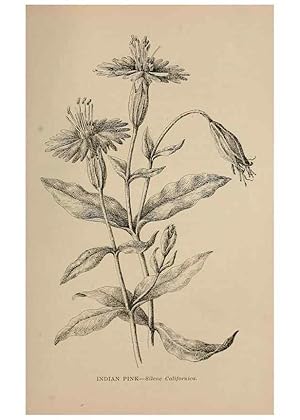 Imagen del vendedor de Reproduccin/Reproduction 7176891006: The wild flowers of California;. San Francisco,Payot, Upham, & company,1902. a la venta por EL BOLETIN