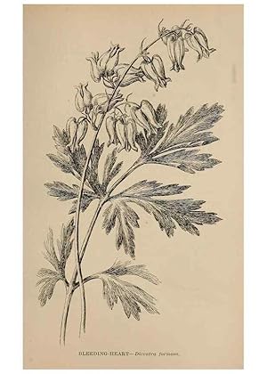 Imagen del vendedor de Reproduccin/Reproduction 7176814144: The wild flowers of California;. San Francisco,Payot, Upham, & company,1902. a la venta por EL BOLETIN