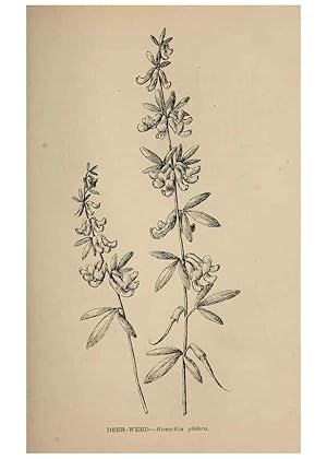 Imagen del vendedor de Reproduccin/Reproduction 7176764252: The wild flowers of California;. San Francisco,Payot, Upham, & company,1902. a la venta por EL BOLETIN