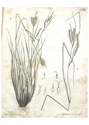 Bild des Verkufers fr Reproduccin/Reproduction 7216330366: Flora Azorica :. Bonnae :Apud A. Marcum,1844. zum Verkauf von EL BOLETIN