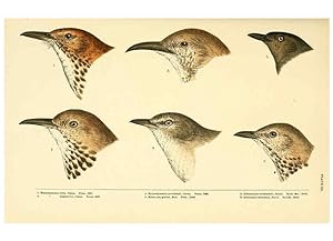 Seller image for Reproduccin/Reproduction 6286239853: A history of North American birds Boston :Little, Brown,1905 for sale by EL BOLETIN