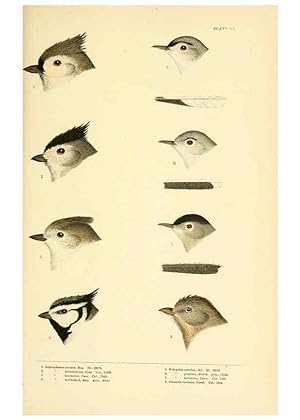 Seller image for Reproduccin/Reproduction 6286240651: A history of North American birds Boston :Little, Brown,1905 for sale by EL BOLETIN