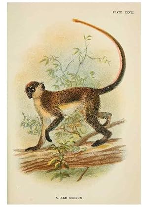 Image du vendeur pour Reproduccin/Reproduction 7047654029: A hand-book to the primates /. London :E. Lloyd,1896-1897. mis en vente par EL BOLETIN