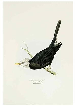 Image du vendeur pour Reproduccin/Reproduction 6918898560: A fasciculus of the birds of China. London,Printed by Taylor and Francis,1871 mis en vente par EL BOLETIN