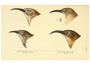 Seller image for Reproduccin/Reproduction 6286759652: A history of North American birds Boston :Little, Brown,1905 for sale by EL BOLETIN