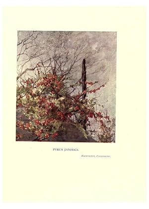 Seller image for Reproduccin/Reproduction 6285787829: Garden colour London,E. P. Dutton & company,1905 for sale by EL BOLETIN