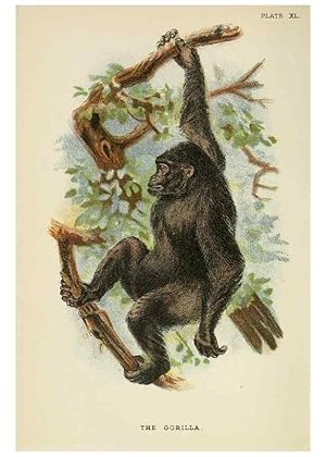 Image du vendeur pour Reproduccin/Reproduction 6901565782: A hand-book to the primates /. London :E. Lloyd,1896-1897. mis en vente par EL BOLETIN
