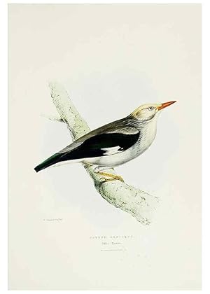 Image du vendeur pour Reproduccin/Reproduction 6918900116: A fasciculus of the birds of China. London,Printed by Taylor and Francis,1871 mis en vente par EL BOLETIN