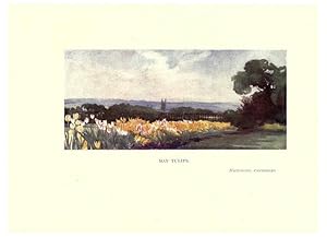 Seller image for Reproduccin/Reproduction 6285788737: Garden colour London,E. P. Dutton & company,1905 for sale by EL BOLETIN