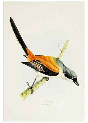 Image du vendeur pour Reproduccin/Reproduction 7064977115: A fasciculus of the birds of China. London,Printed by Taylor and Francis,1871 mis en vente par EL BOLETIN