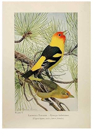 Seller image for Reproduccin/Reproduction 7250823156: Birds of the Rockies,. Chicago,A. C. McClurg and co.,1902. for sale by EL BOLETIN