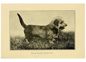 Seller image for Reproduccin/Reproduction 6959851348: The dog in health, accident, and disease,. Philadelphia,H. Altemus company[c1908] for sale by EL BOLETIN