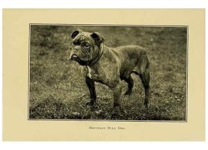 Seller image for Reproduccin/Reproduction 6959853210: The dog in health, accident, and disease,. Philadelphia,H. Altemus company[c1908] for sale by EL BOLETIN