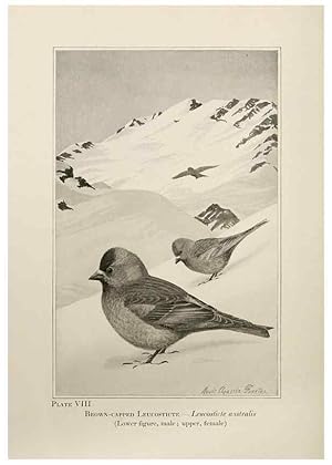 Seller image for Reproduccin/Reproduction 7250828962: Birds of the Rockies,. Chicago,A. C. McClurg and co.,1902. for sale by EL BOLETIN