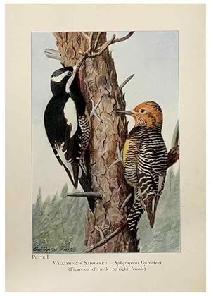 Seller image for Reproduccin/Reproduction 7250815052: Birds of the Rockies,. Chicago,A. C. McClurg and co.,1902. for sale by EL BOLETIN