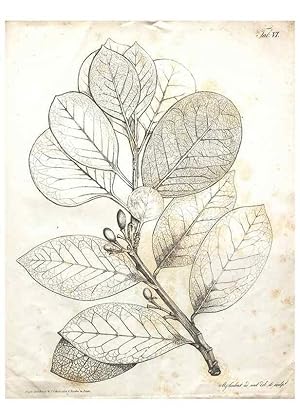 Bild des Verkufers fr Reproduccin/Reproduction 7216339468: Flora Azorica :. Bonnae :Apud A. Marcum,1844. zum Verkauf von EL BOLETIN