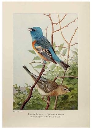 Seller image for Reproduccin/Reproduction 7250818846: Birds of the Rockies,. Chicago,A. C. McClurg and co.,1902. for sale by EL BOLETIN