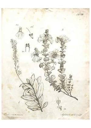 Bild des Verkufers fr Reproduccin/Reproduction 7216342182: Flora Azorica :. Bonnae :Apud A. Marcum,1844. zum Verkauf von EL BOLETIN