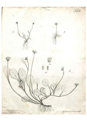 Bild des Verkufers fr Reproduccin/Reproduction 7216343372: Flora Azorica :. Bonnae :Apud A. Marcum,1844. zum Verkauf von EL BOLETIN