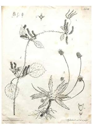 Seller image for Reproduccin/Reproduction 7216340816: Flora Azorica :. Bonnae :Apud A. Marcum,1844. for sale by EL BOLETIN