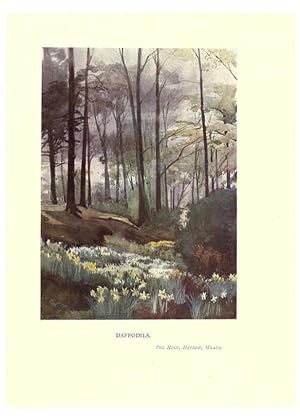 Seller image for Reproduccin/Reproduction 6286309530: Garden colour London,E. P. Dutton & company,1905 for sale by EL BOLETIN
