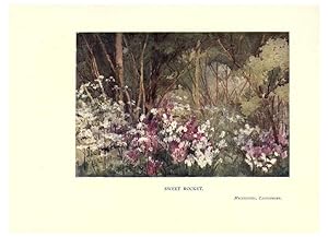 Seller image for Reproduccin/Reproduction 6285789949: Garden colour London,E. P. Dutton & company,1905 for sale by EL BOLETIN
