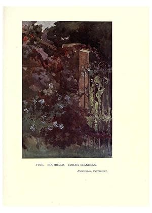 Seller image for Reproduccin/Reproduction 6285796323: Garden colour London,E. P. Dutton & company,1905 for sale by EL BOLETIN