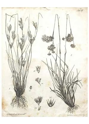 Bild des Verkufers fr Reproduccin/Reproduction 7216335074: Flora Azorica :. Bonnae :Apud A. Marcum,1844. zum Verkauf von EL BOLETIN
