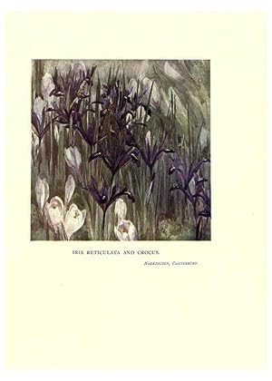 Seller image for Reproduccin/Reproduction 6285787367: Garden colour London,E. P. Dutton & company,1905 for sale by EL BOLETIN