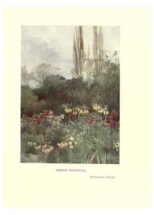 Seller image for Reproduccin/Reproduction 6286307818: Garden colour London,E. P. Dutton & company,1905 for sale by EL BOLETIN