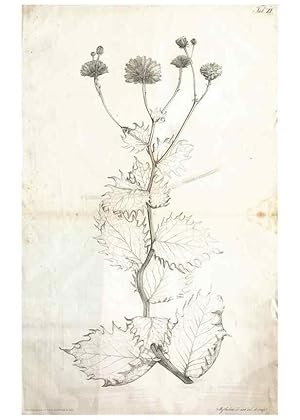 Bild des Verkufers fr Reproduccin/Reproduction 7216346160: Flora Azorica :. Bonnae :Apud A. Marcum,1844. zum Verkauf von EL BOLETIN