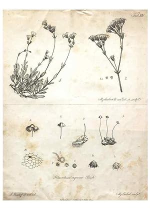 Image du vendeur pour Reproduccin/Reproduction 7216350216: Flora Azorica :. Bonnae :Apud A. Marcum,1844. mis en vente par EL BOLETIN