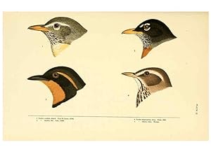 Seller image for Reproduccin/Reproduction 6286758942: A history of North American birds Boston :Little, Brown,1905 for sale by EL BOLETIN