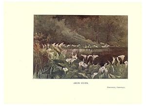 Seller image for Reproduccin/Reproduction 6286310634: Garden colour London,E. P. Dutton & company,1905 for sale by EL BOLETIN