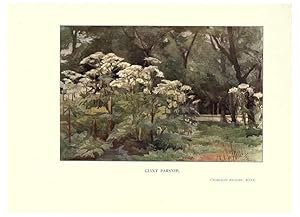 Seller image for Reproduccin/Reproduction 6286312352: Garden colour London,E. P. Dutton & company,1905 for sale by EL BOLETIN