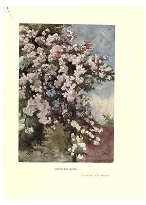 Seller image for Reproduccin/Reproduction 6286313136: Garden colour London,E. P. Dutton & company,1905 for sale by EL BOLETIN