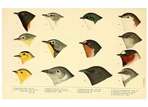 Seller image for Reproduccin/Reproduction 6286762404: A history of North American birds Boston :Little, Brown,1905 for sale by EL BOLETIN