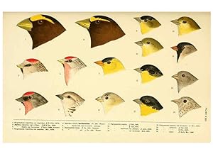 Seller image for Reproduccin/Reproduction 6286244371: A history of North American birds Boston :Little, Brown,1905 for sale by EL BOLETIN